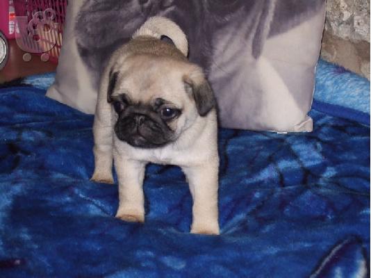pug kc reg